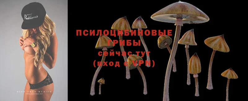 мега маркетплейс  Георгиевск  Галлюциногенные грибы MAGIC MUSHROOMS 