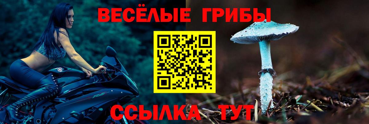 Галлюциногенные грибы Psilocybe Георгиевск